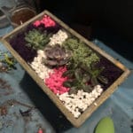 Succulent Workshop with Crystals